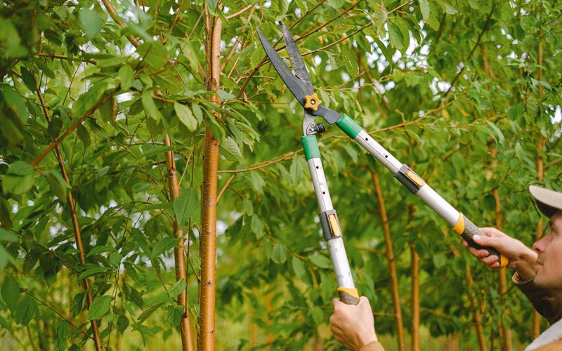 Tree trimming in Kittrell, NC
