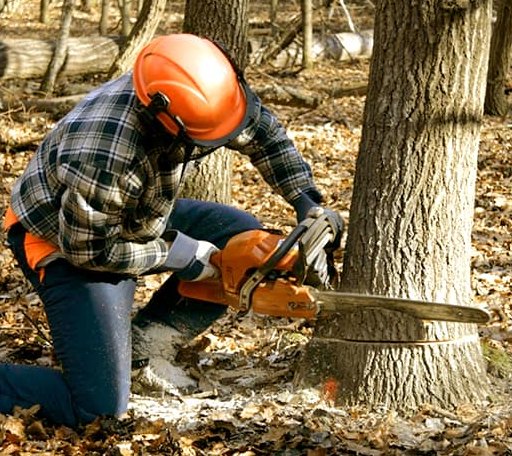 Tree Removal in Kittrell, NC